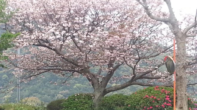 染井吉野・八重桜と順番に満開を迎え、楽しませてくます。